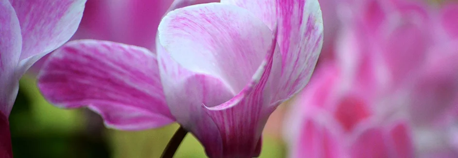 Nahaufnahme rosa Alpenveilchen
